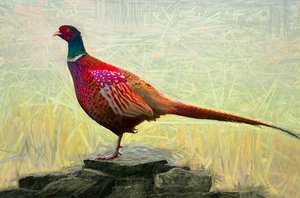 Pleasant Pheasant by Helen White